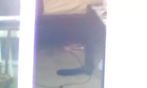 Le due tartarughe con le loro donna matura scopata da ragazzo mogli